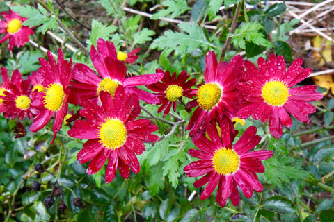 Chrysanthemum 'Royal Command' (21a)