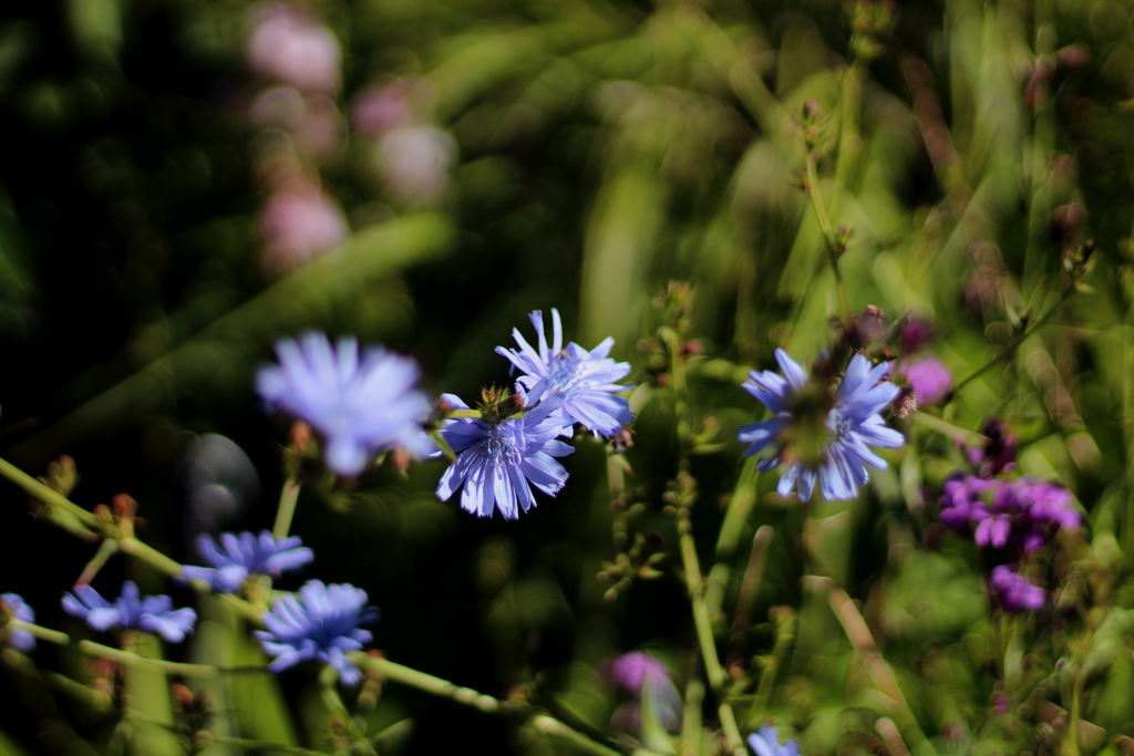 Cichorium intybus Ballyrobert Gardens