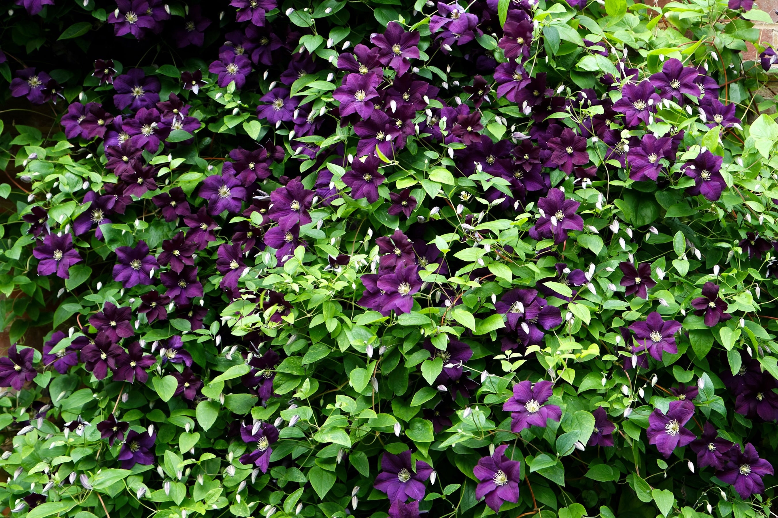 Clematis 'Étoile Violette' (Vt) – Ballyrobert Gardens