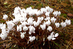 Cyclamen hederifolium var. hederifolium f. albiflorum 'Album'