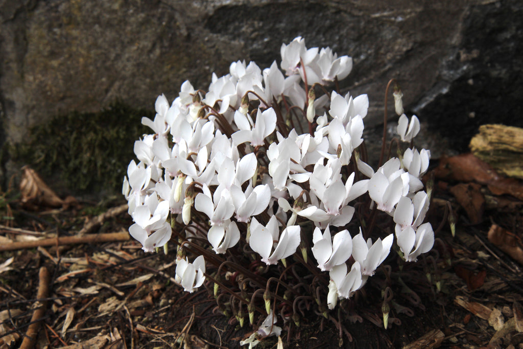 Cyclamen hederifolium f. albiflorum WHITE IVY LEAF CYCLAMEN - SeedScape