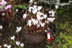 Cyclamen hederifolium var. hederifolium f. albiflorum 'Album'