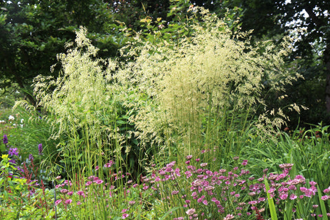 Deschampsia flexuosa