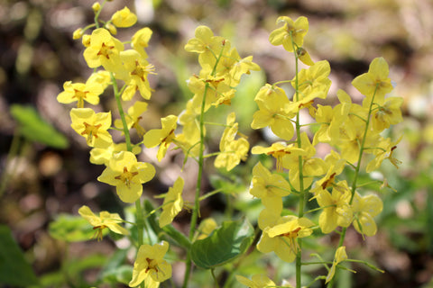 Epimedium x perralchicum 'Fröhnleiten'