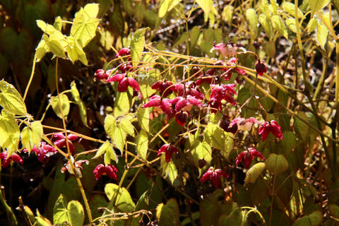 Epimedium x rubrum