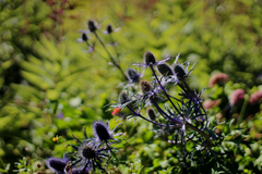 Eryngium x zabelii 'Violetta'