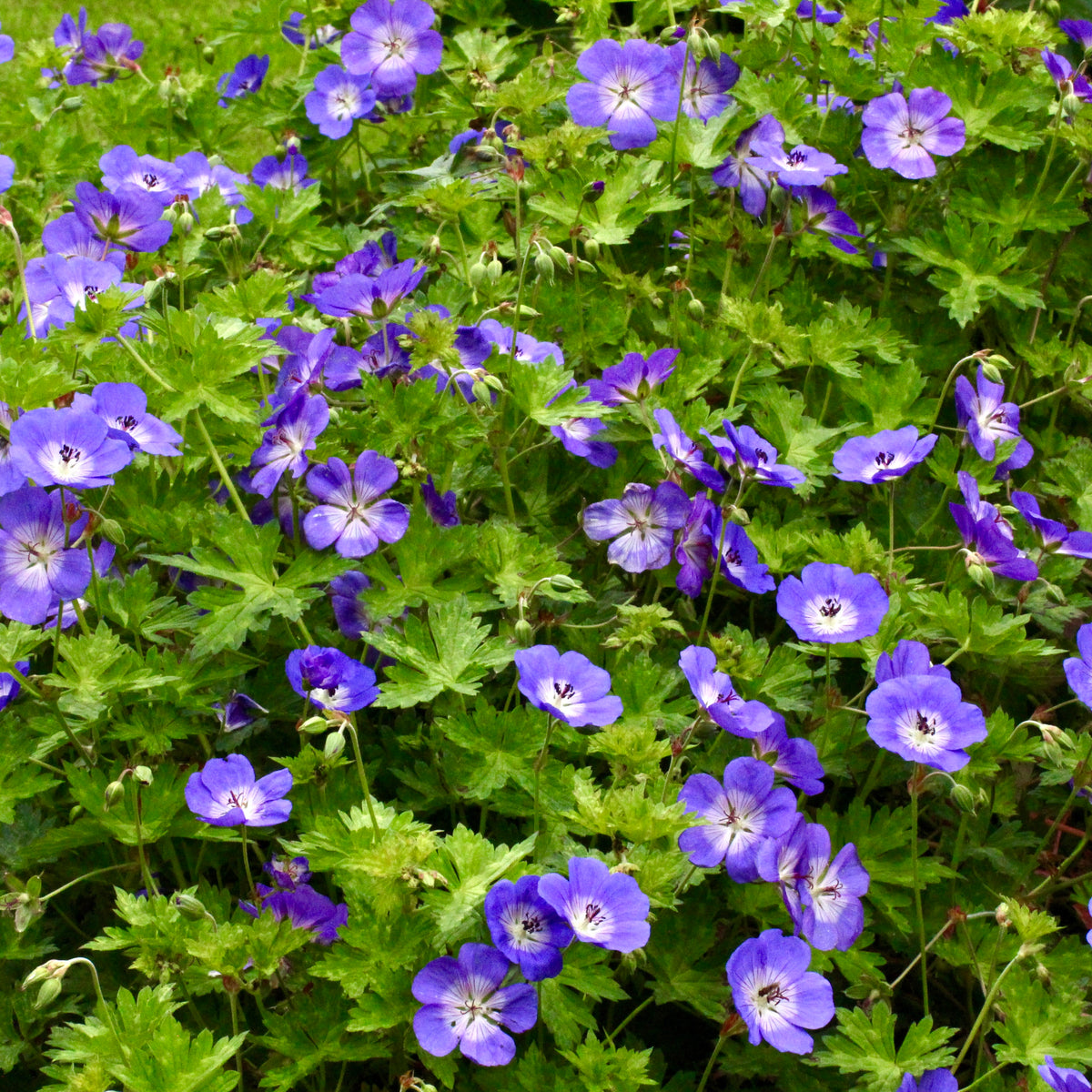 Geranium ROZANNE 'Gerwat' – Ballyrobert Gardens