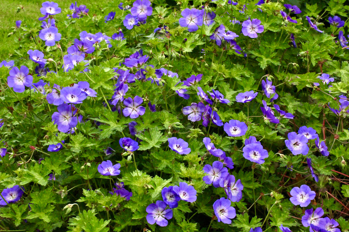 Geranium ROZANNE 'Gerwat' – Ballyrobert Gardens