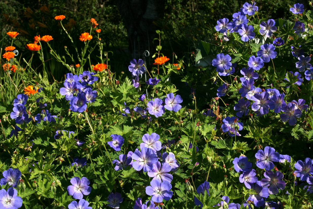 Geranium ROZANNE 'Gerwat' – Ballyrobert Gardens