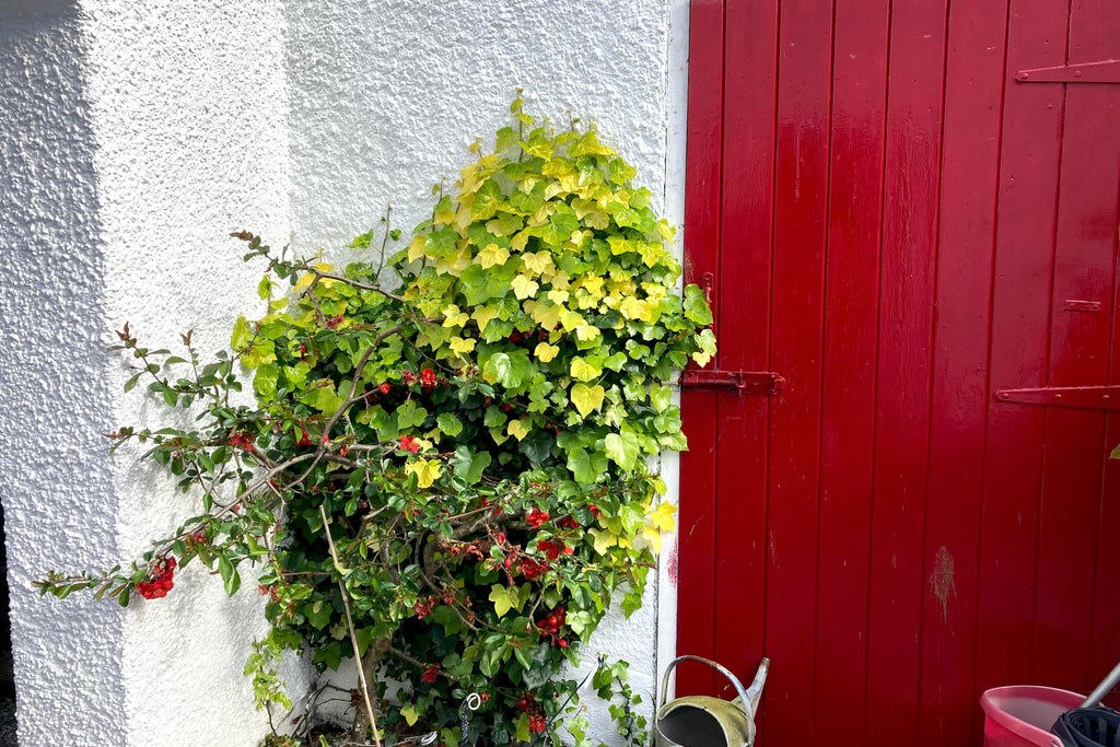 Hedera helix 'Buttercup' Ballyrobert Gardens