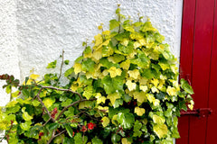 Hedera helix 'Buttercup'
