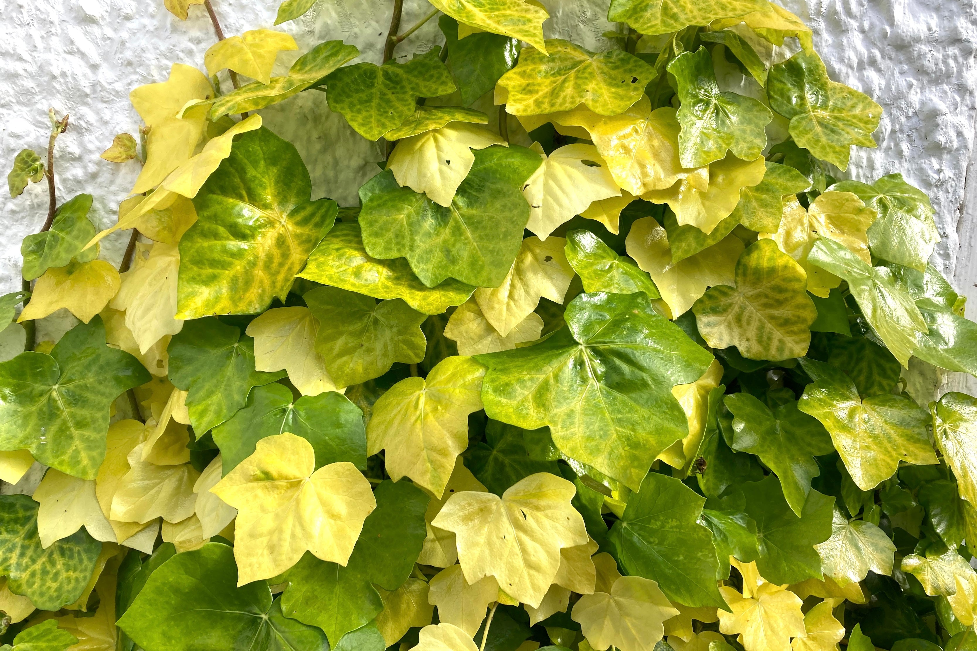 Hedera helix 'Buttercup' – Ballyrobert Gardens