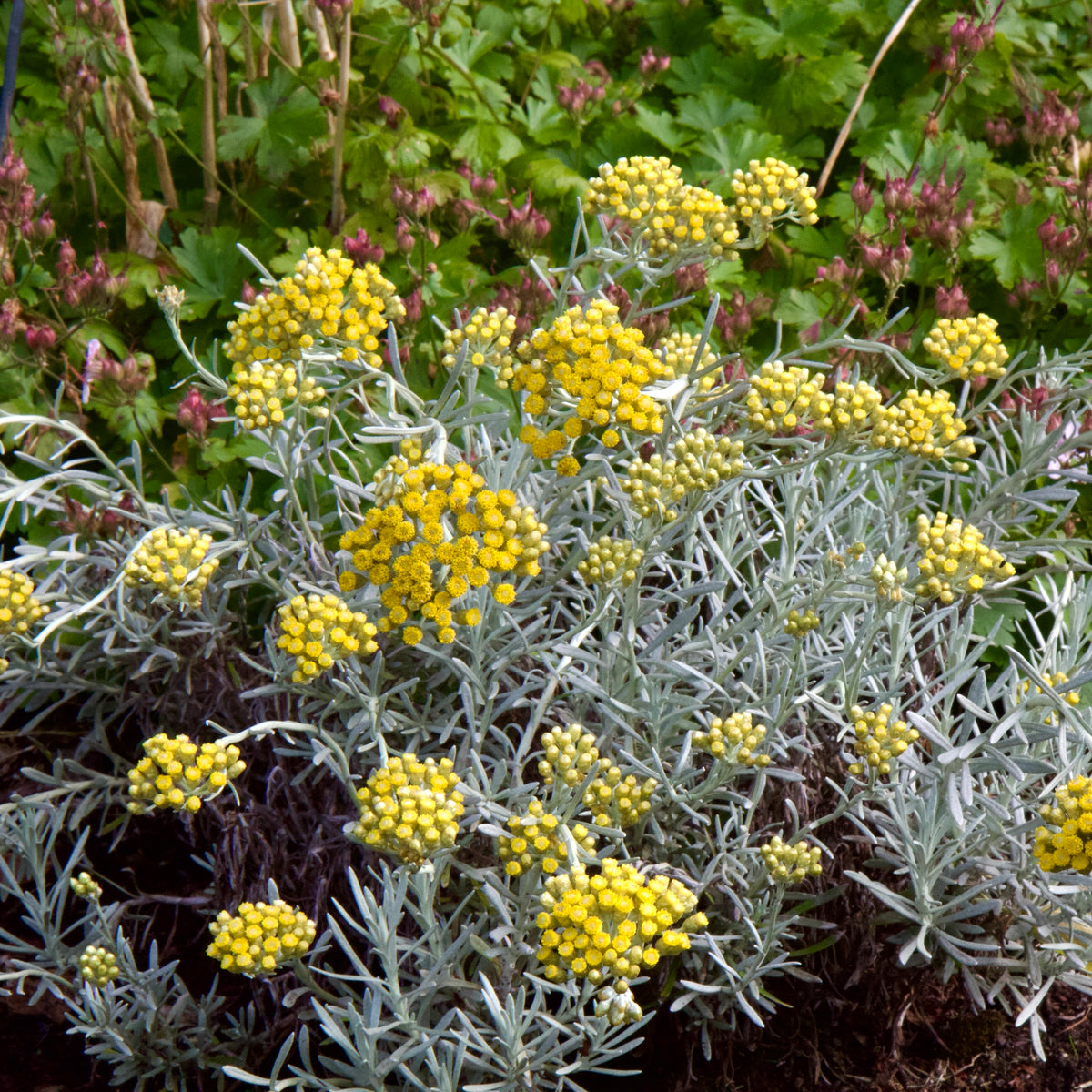 Helichrysum italicum – Ballyrobert Gardens