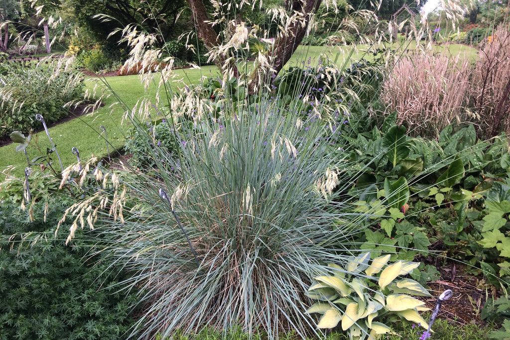 Helictotrichon sempervirens Ballyrobert Gardens