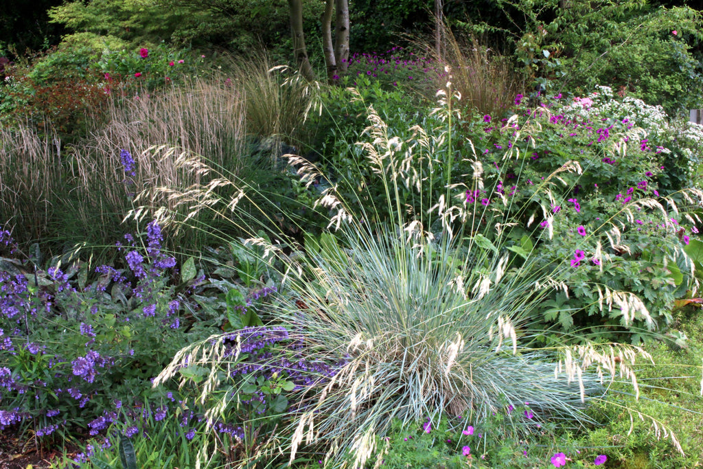 Helictotrichon sempervirens Ballyrobert Gardens