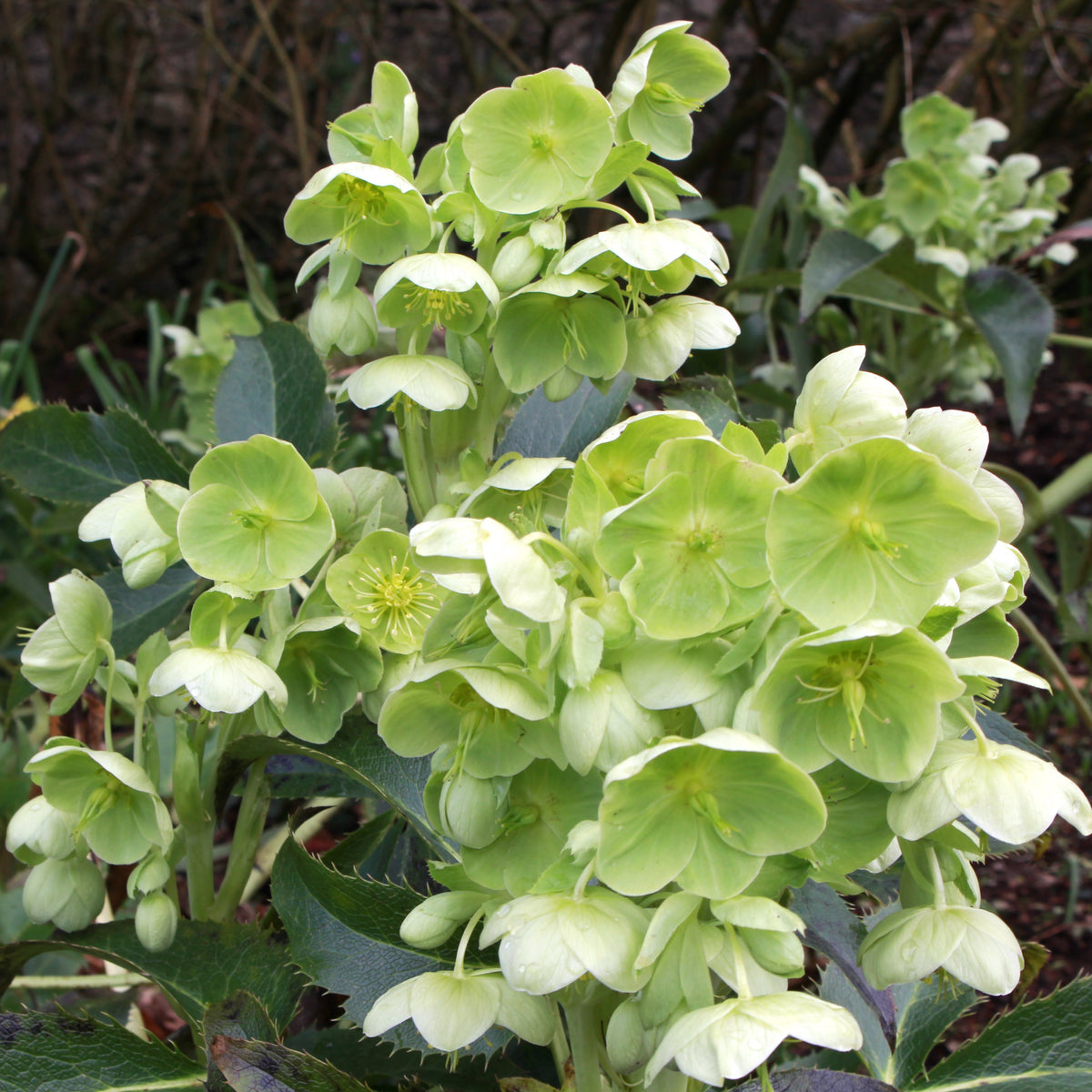 Helleborus argutifolius Ballyrobert Gardens