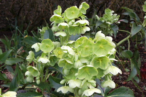 Helleborus argutifolius