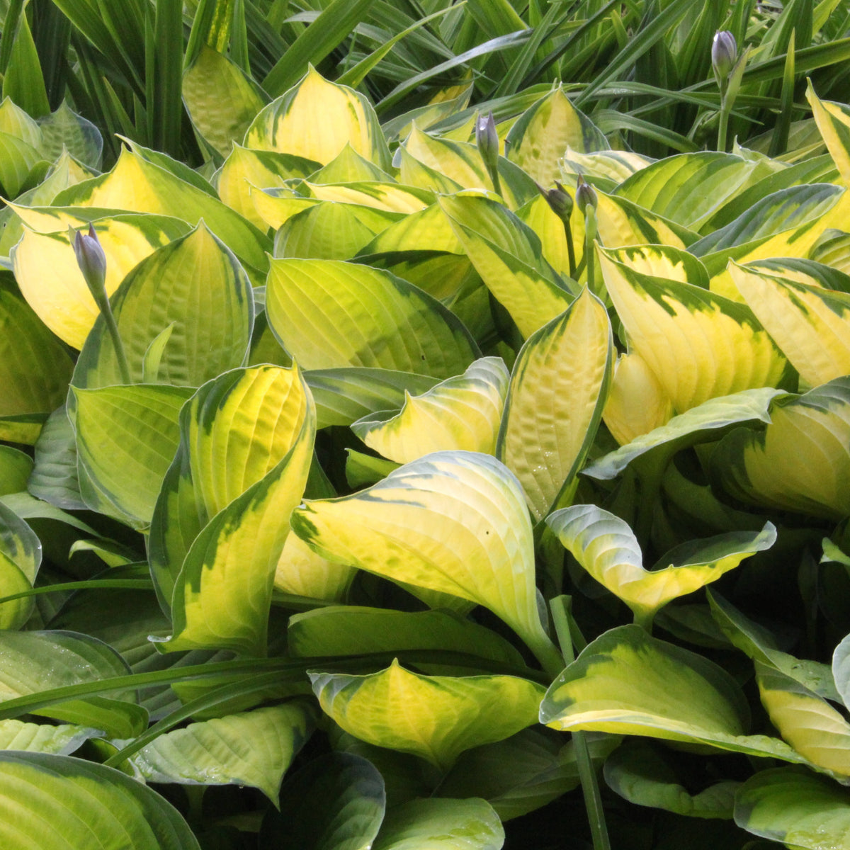Hosta 'Gold Standard' (fortunei) (v) – Ballyrobert Gardens