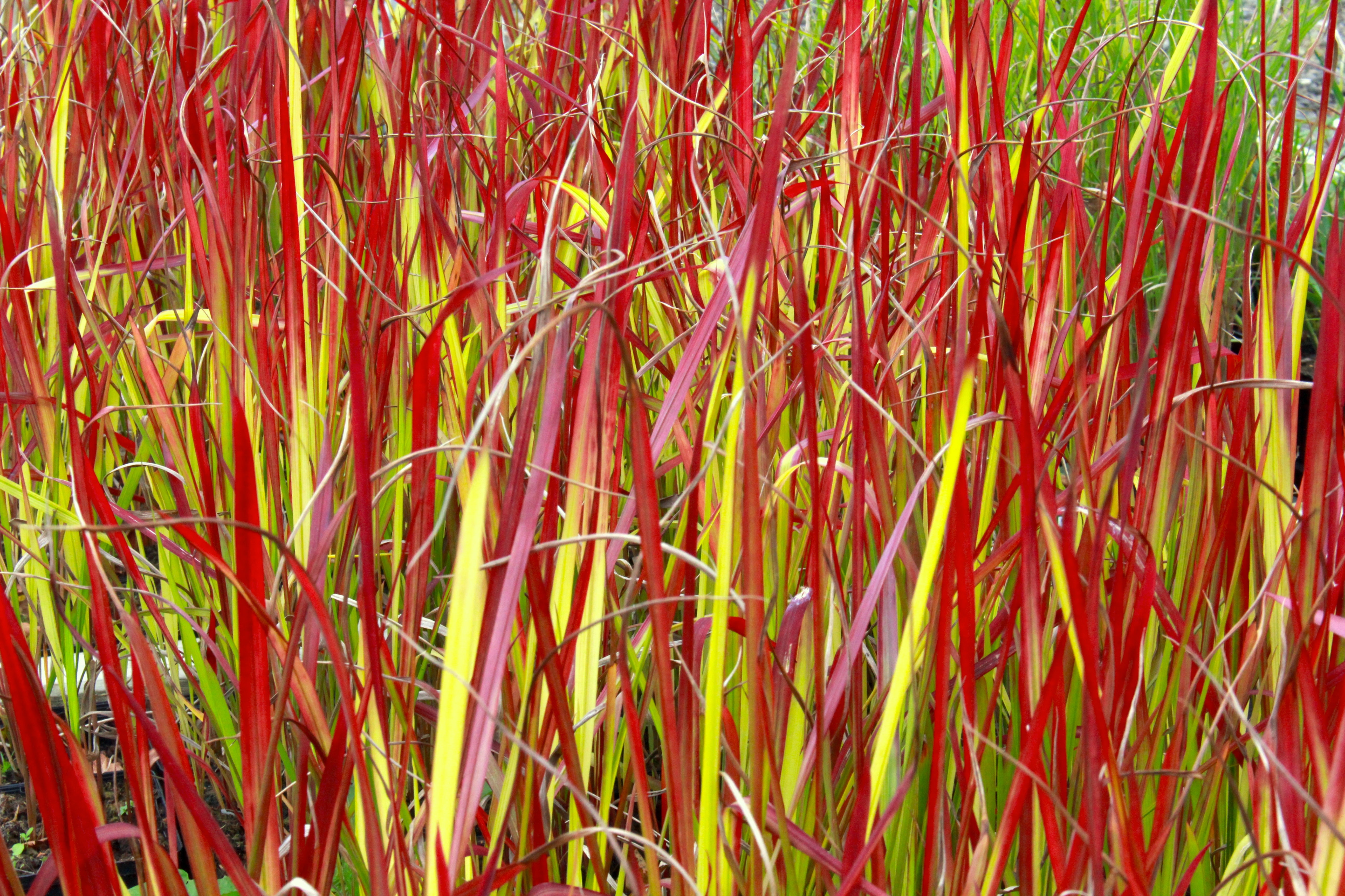 imperata cylindrica rubra Imperata cylindrica 'Rubra' – Ballyrobert Gardens