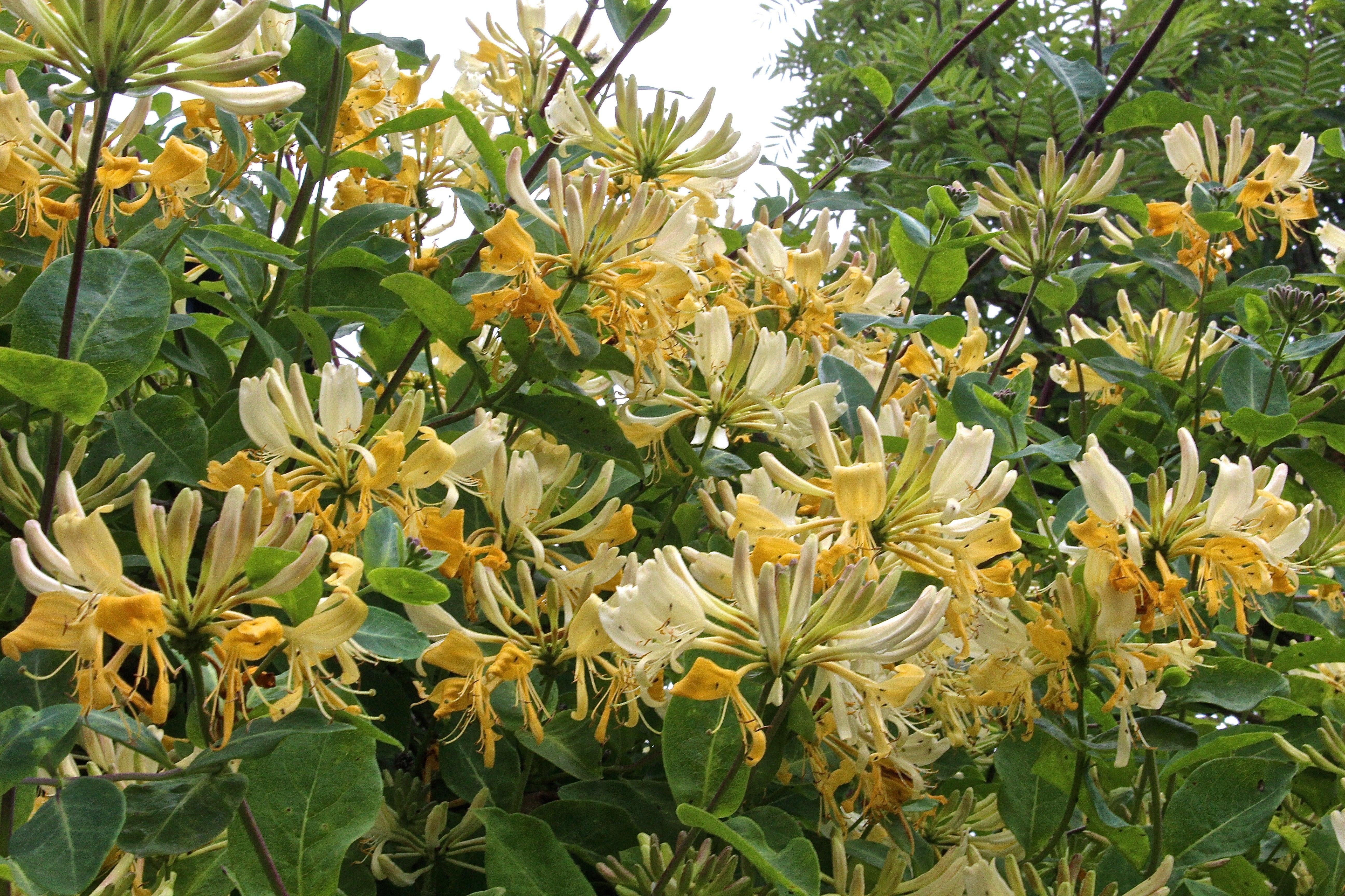 Rhs Honeysuckle Graham Thomas