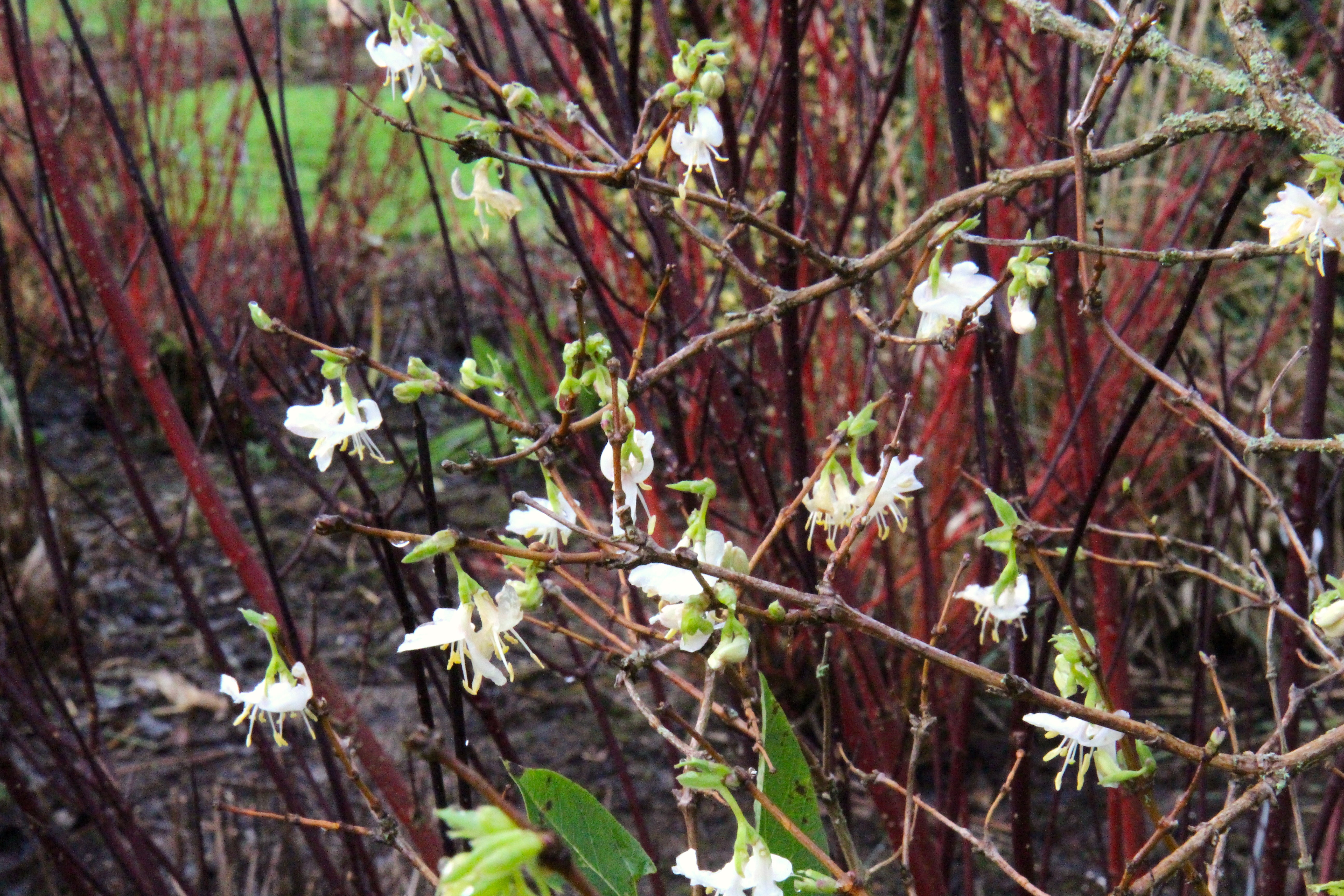 Lonicera x purpusii 'Winter Beauty' – Ballyrobert Gardens