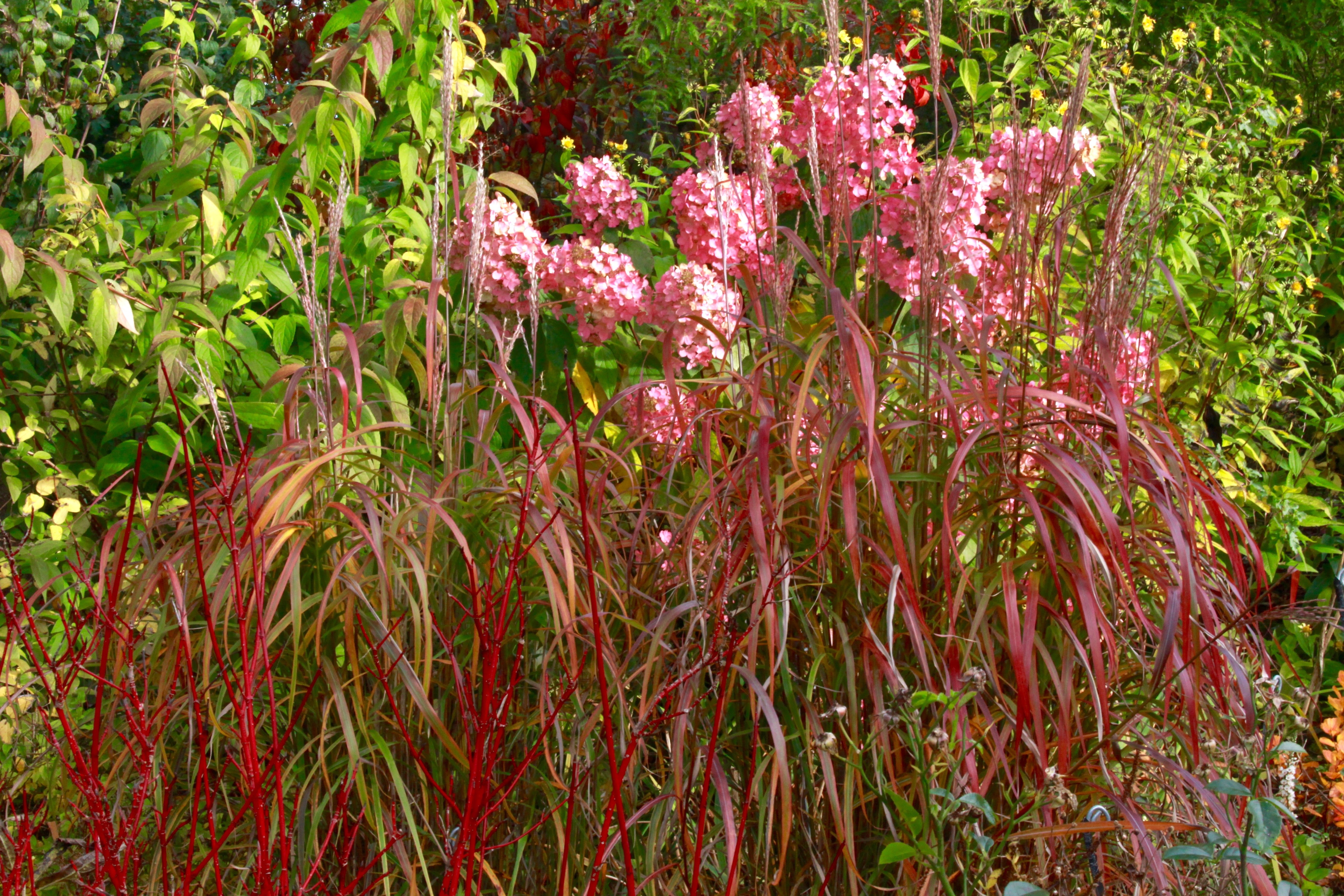 Miscanthus sinensis 'Ghana' – Ballyrobert Gardens