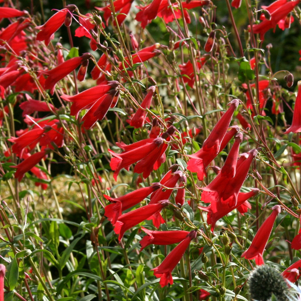 Penstemon 'Windsor Red' – Ballyrobert Gardens