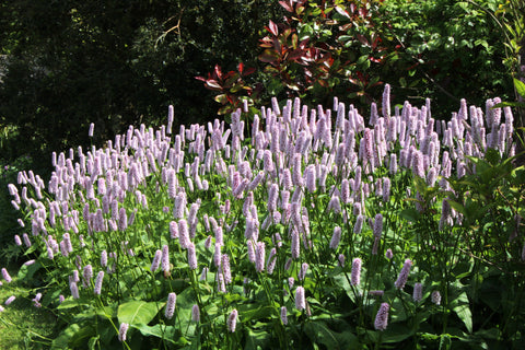 Persicaria bistorta 'Superba'