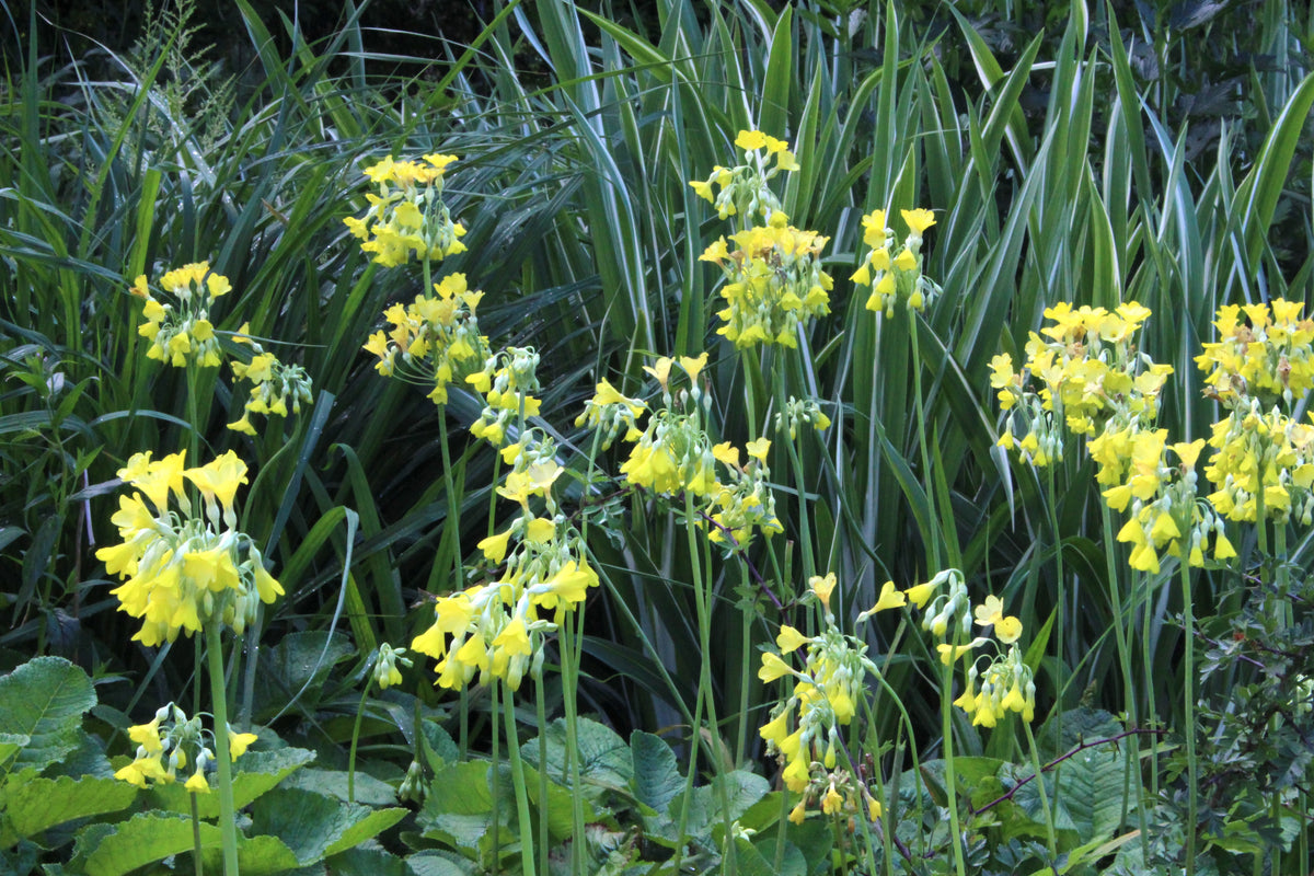 Primula florindae (Si) – Ballyrobert Gardens