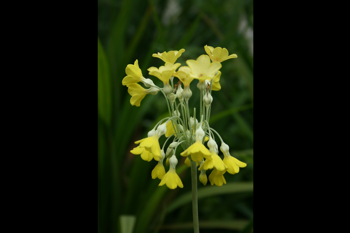 Primula florindae (Si) – Ballyrobert Gardens