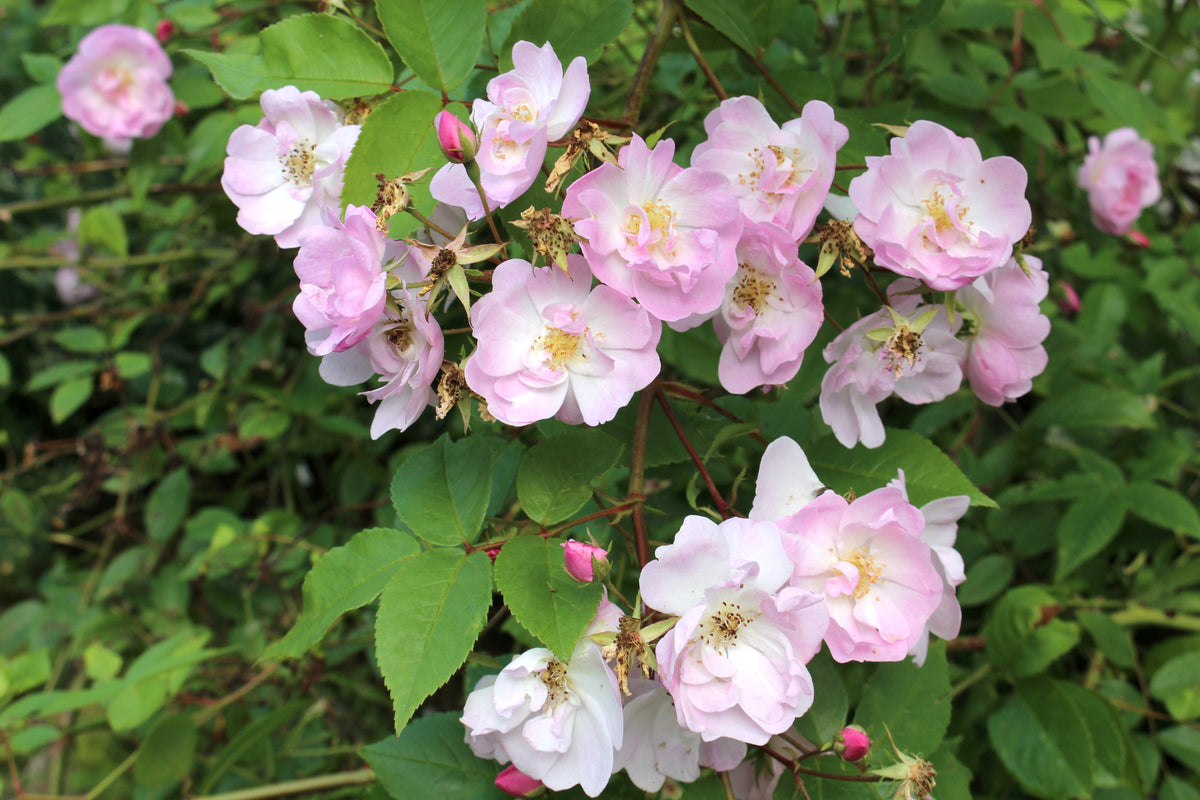 Rosa 'Narrow Water' (Ra) – Ballyrobert Gardens