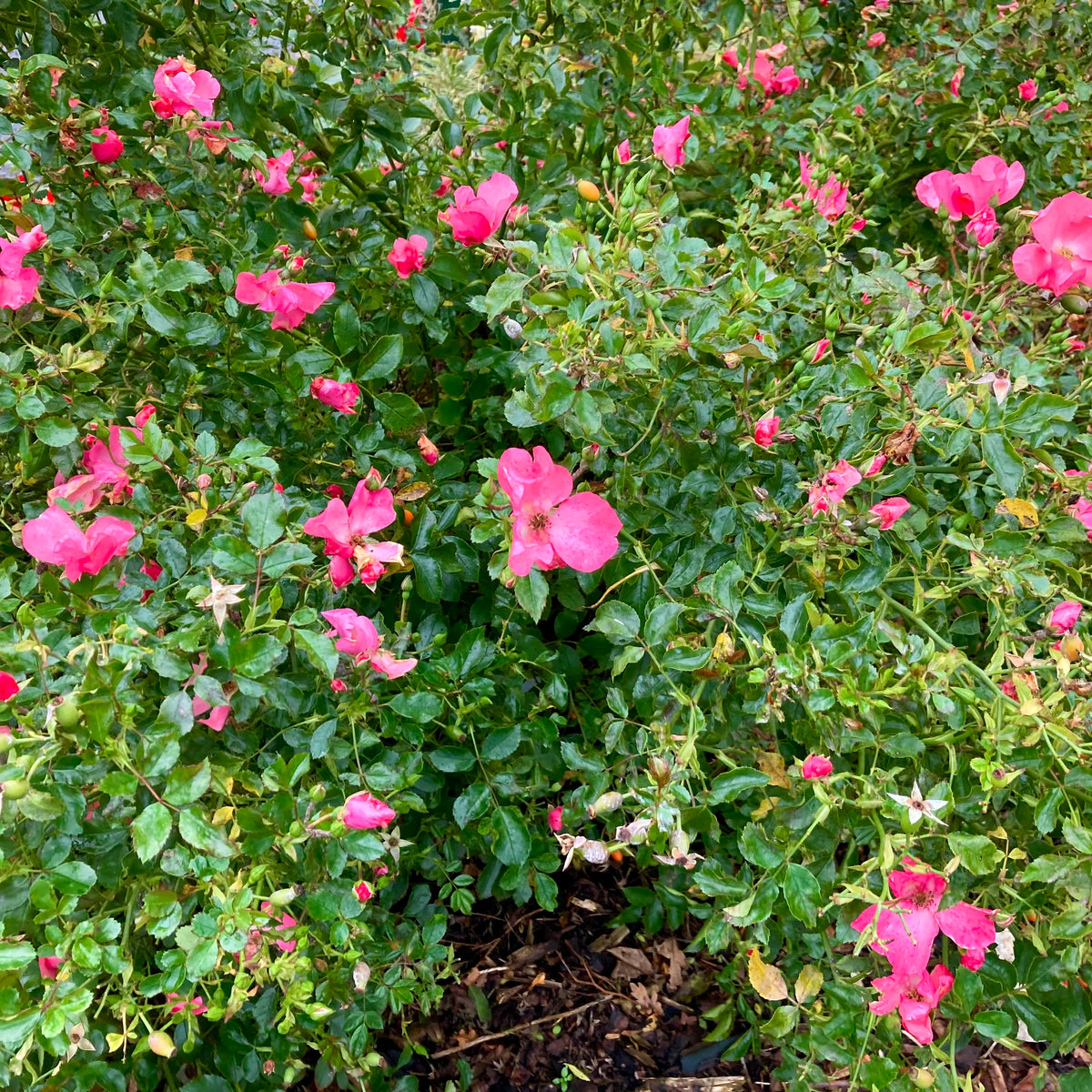 Norlesa Rosa Rosa 'Noala' (GC) – Ballyrobert Gardens