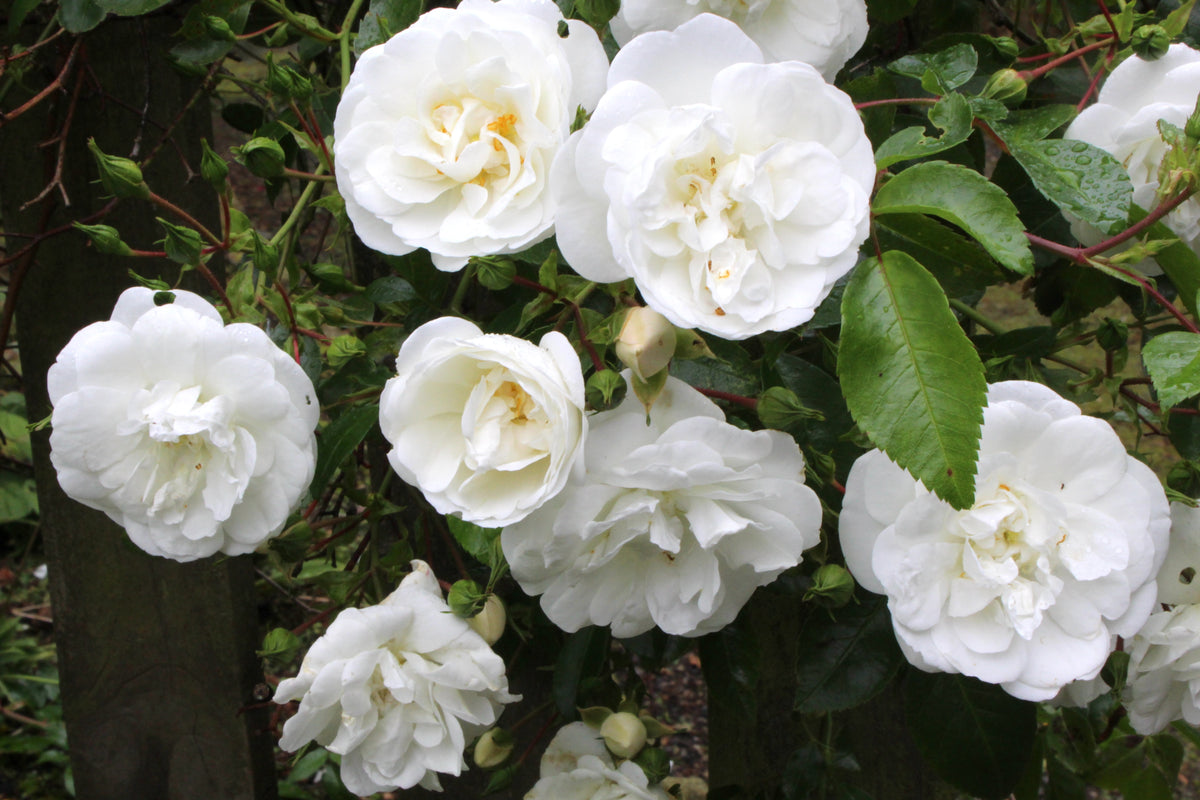 White Rambler Roses Rosa 'Sander’s White Rambler' – Ballyrobert Gardens
