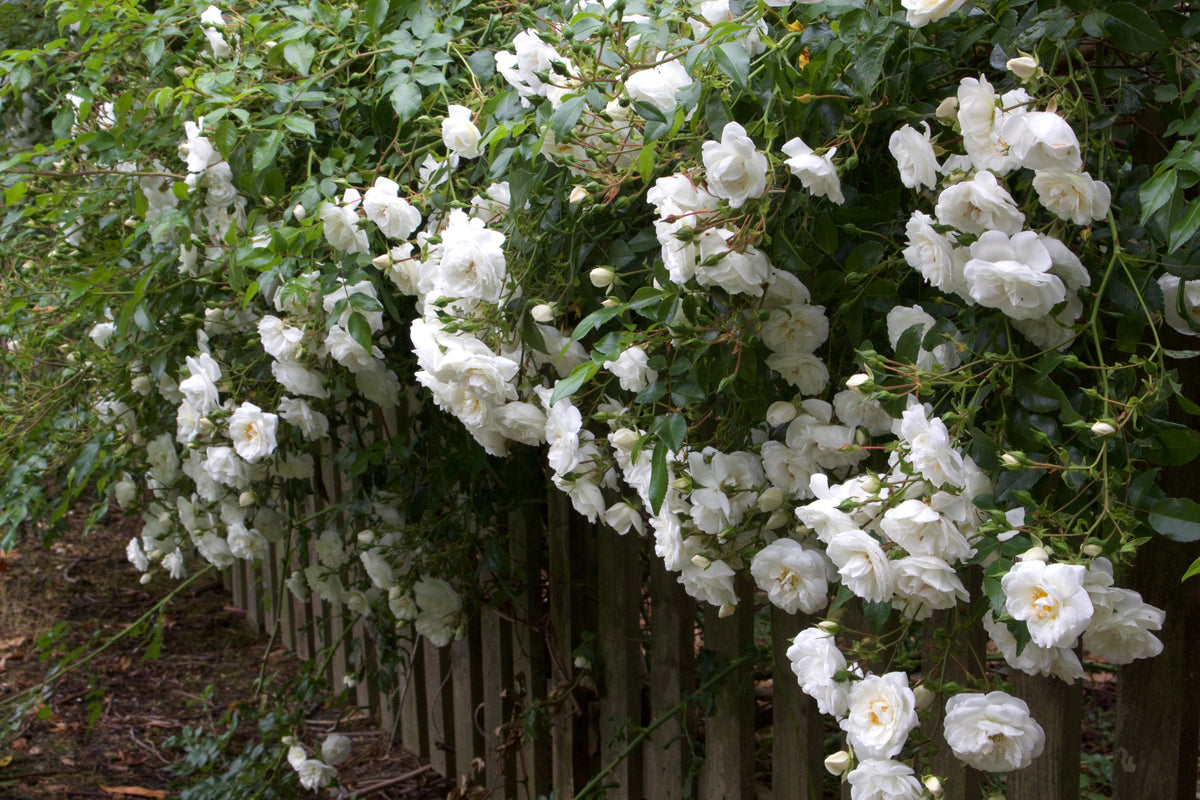 White Rambler Roses Rosa 'Sander’s White Rambler' – Ballyrobert Gardens
