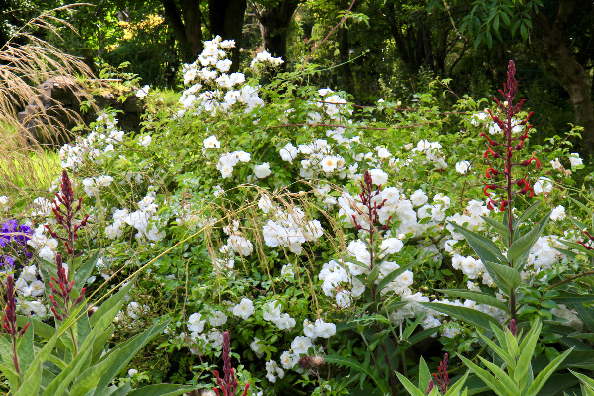 White Rambler Roses Rosa 'Sander’s White Rambler' – Ballyrobert Gardens