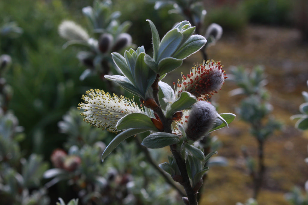 Salix helvetica Ballyrobert Gardens