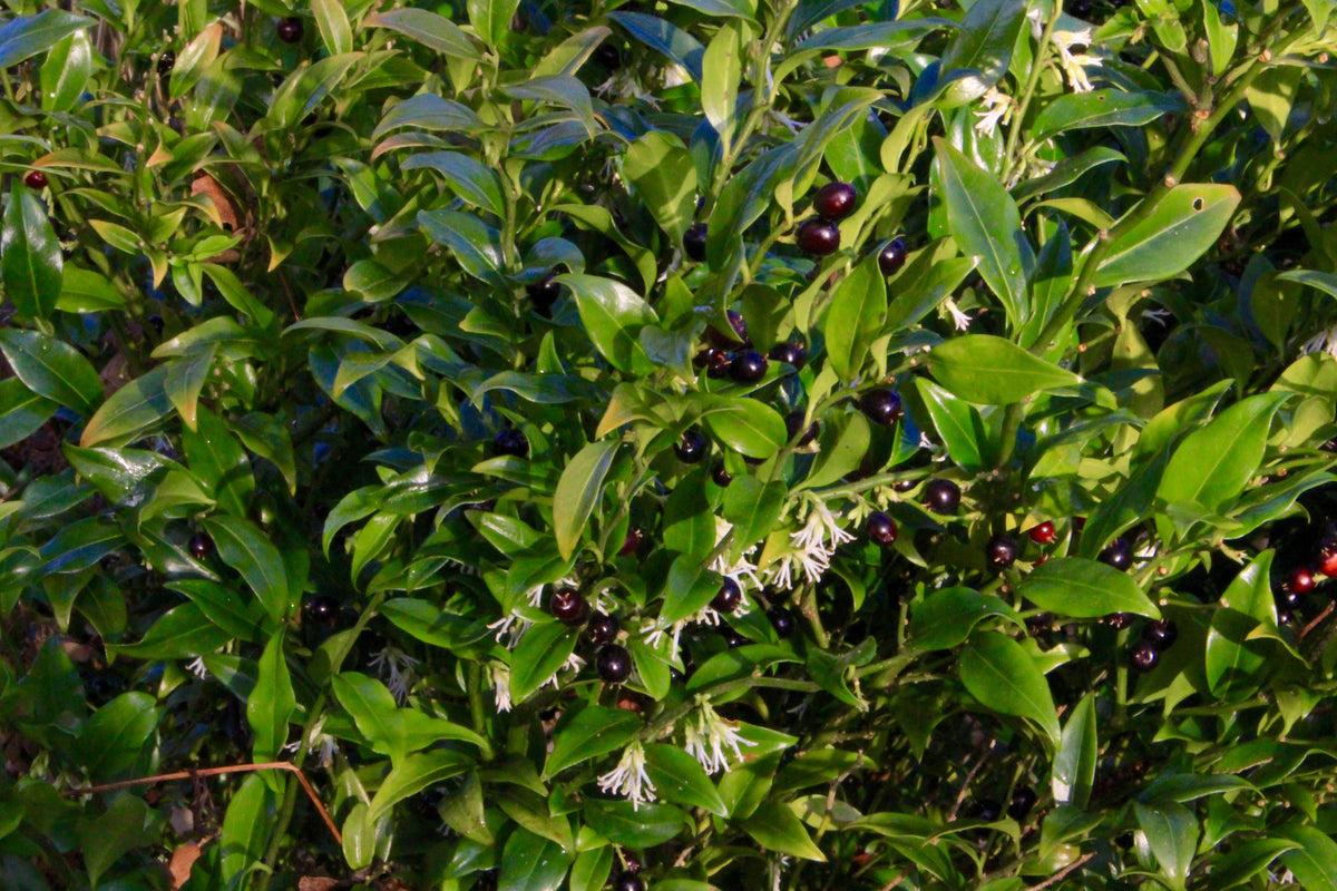 Sarcococca confusa – Ballyrobert Gardens