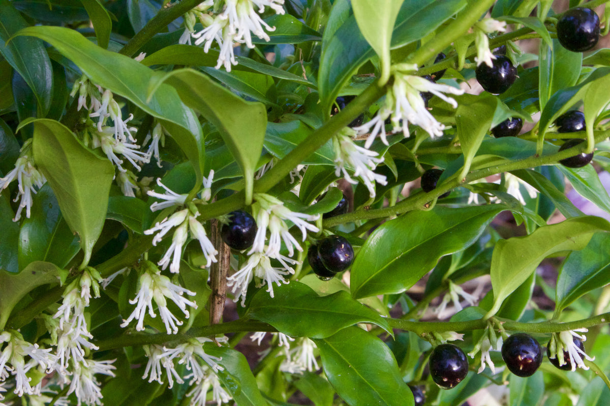 Sarcococca confusa – Ballyrobert Gardens