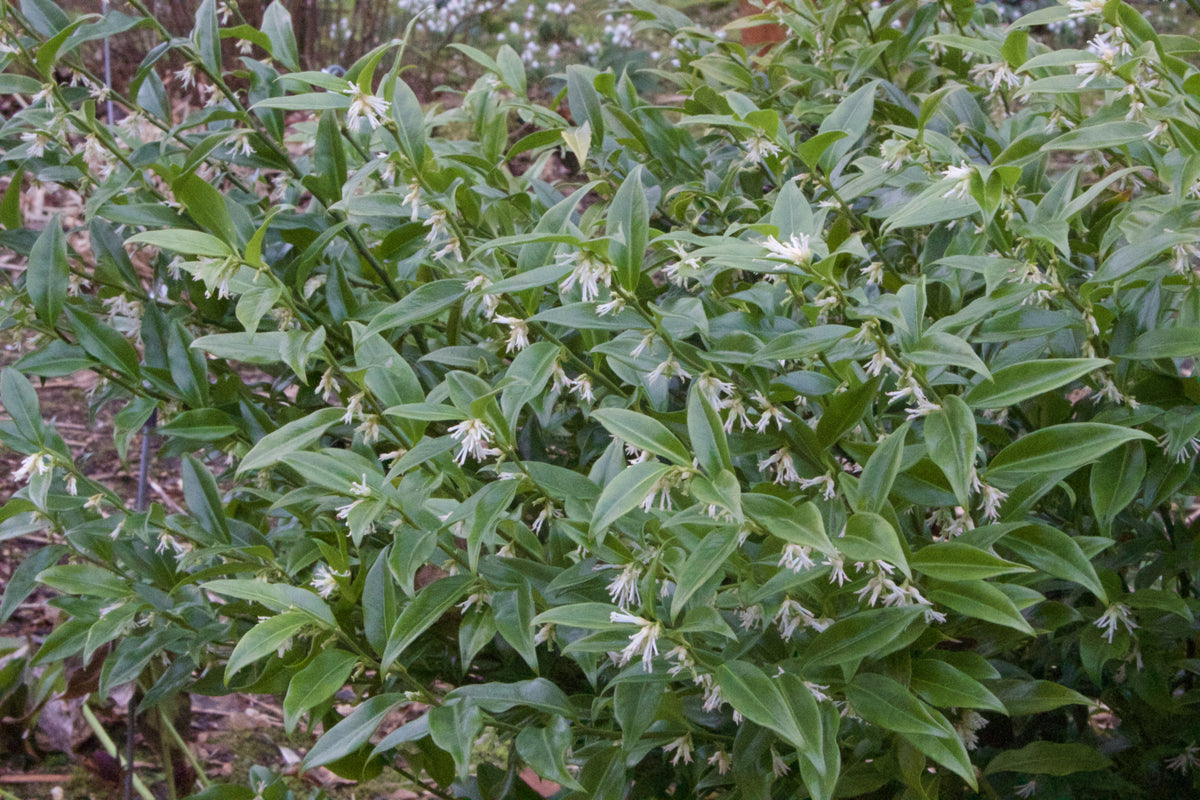 Sarcococca confusa – Ballyrobert Gardens
