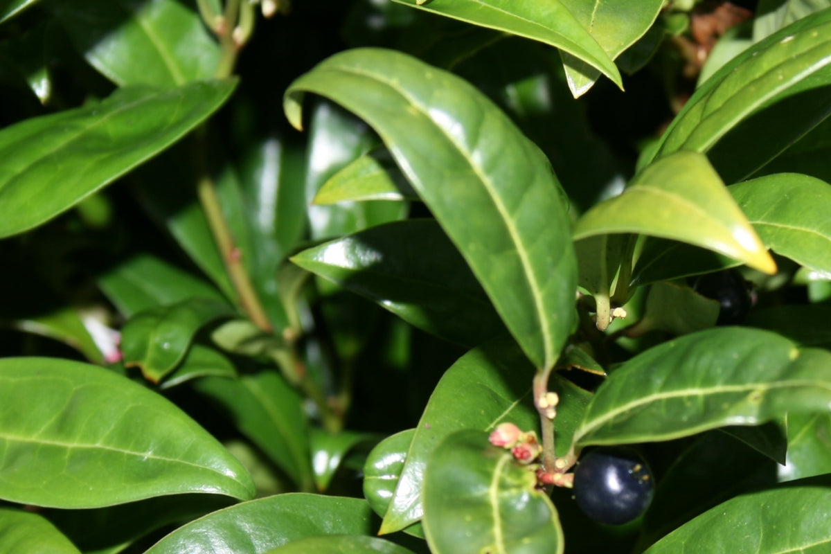 Sarcococca Humilis Sarcococca hookeriana var. humilis – Ballyrobert Gardens