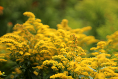 Solidago 'Crown of Rays'