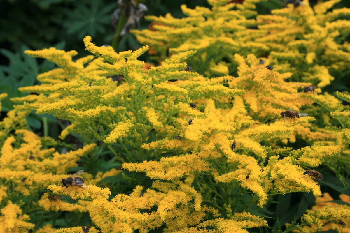 Solidago 'Crown of Rays' – Ballyrobert Gardens