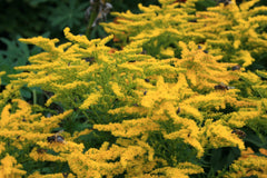 Solidago 'Crown of Rays'
