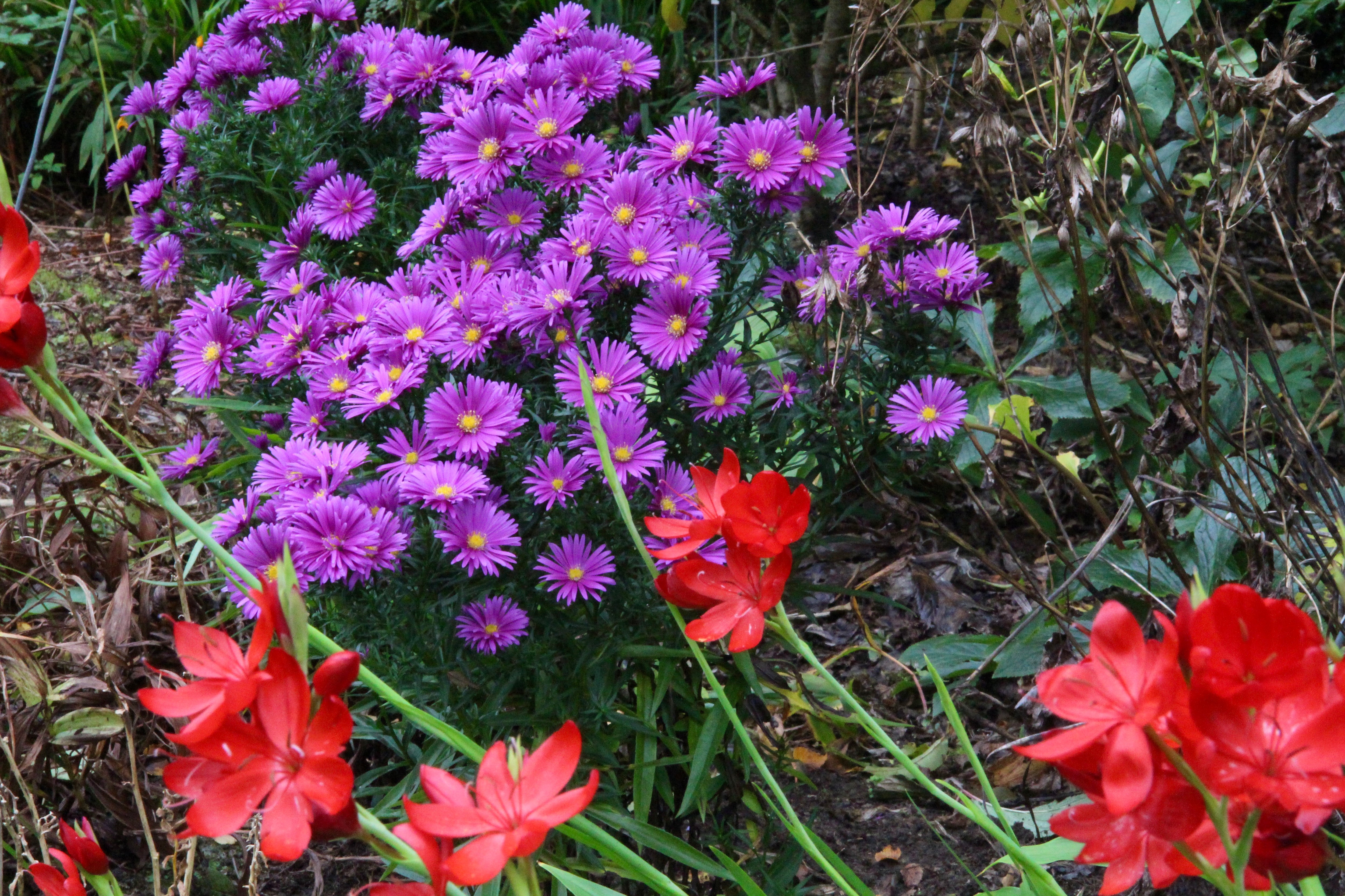 Symphyotrichum Novi belgii Tonga Island Series Ballyrobert Gardens symphyotrichum-novi-belgii-tonga-island-series-ballyrobert-gardens