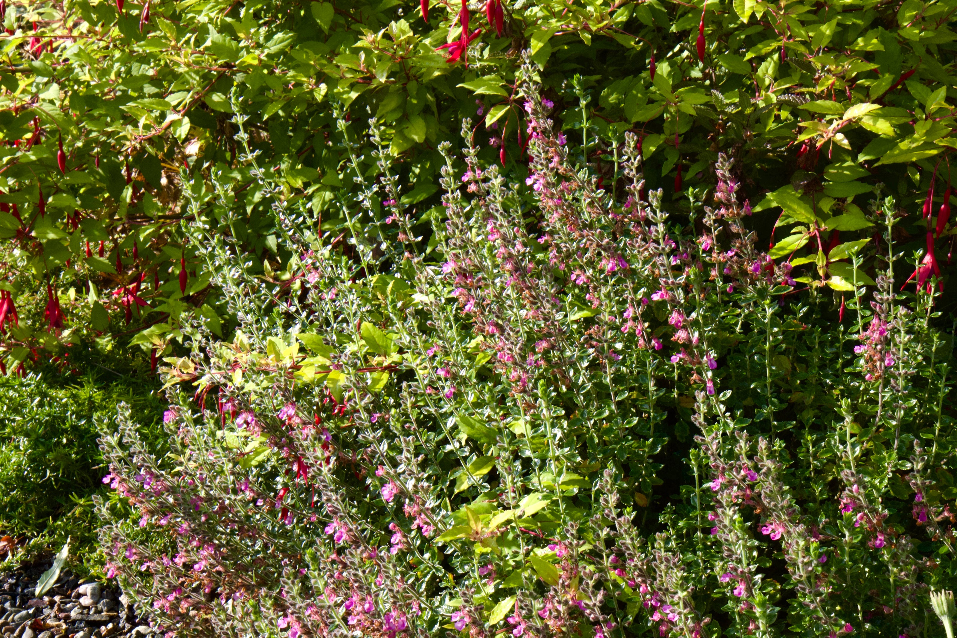 Teucrium X Lucidrys