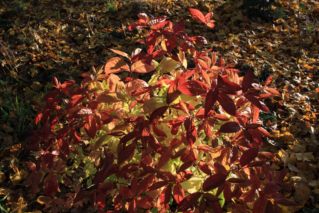 Weigela florida 'Wings of Fire' Ballyrobert Gardens