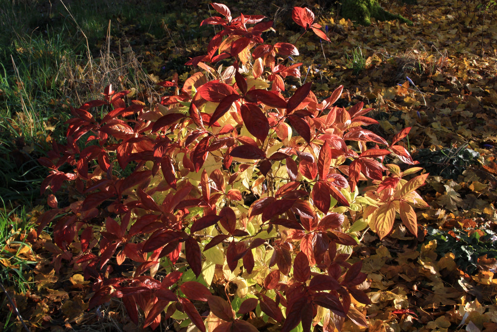Weigela florida 'Wings of Fire' Ballyrobert Gardens