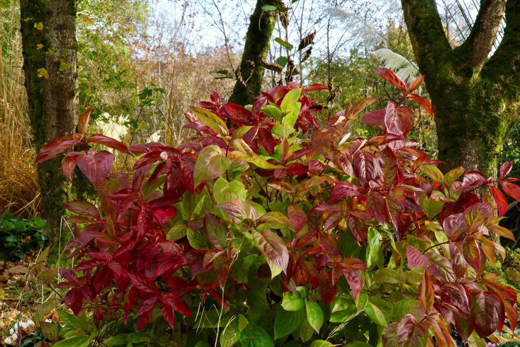 Weigela florida 'Wings of Fire' Ballyrobert Gardens