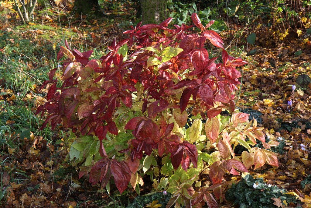 Weigela florida 'Wings of Fire' Ballyrobert Gardens
