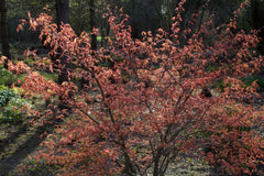 Acer palmatum 'Katsura' (P)
